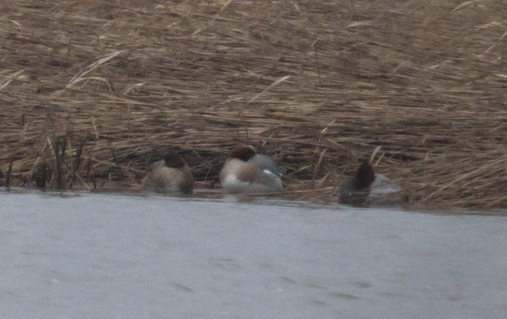 Eurasian Wigeon