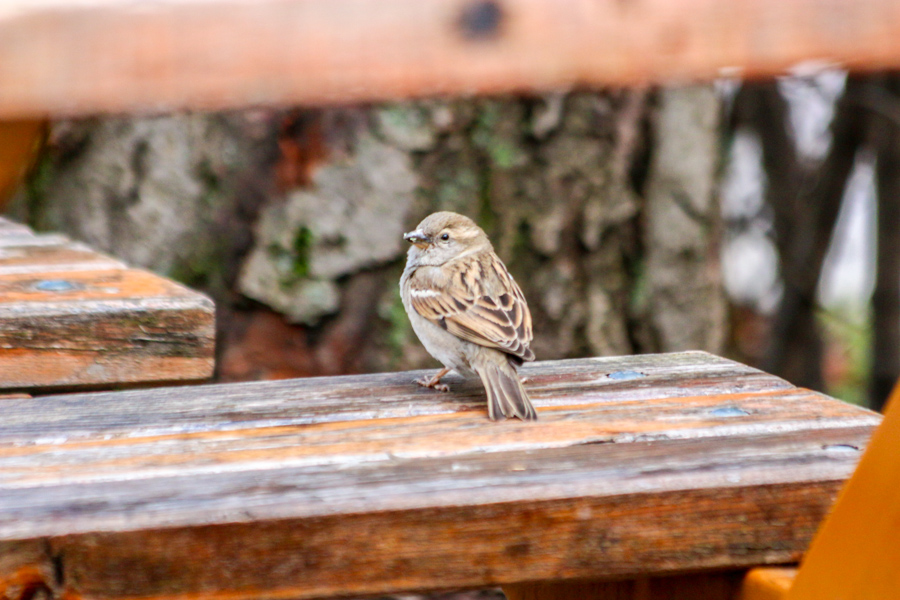 House Sparrow