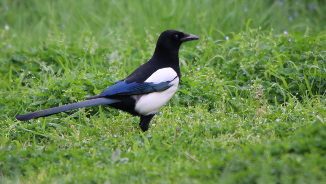 Eurasian Magpie