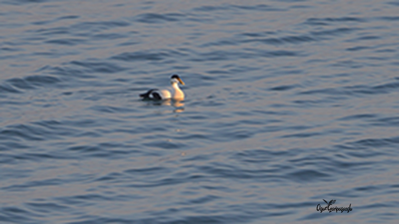 Common Eider