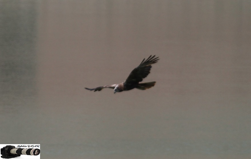 Western Marsh Harrier