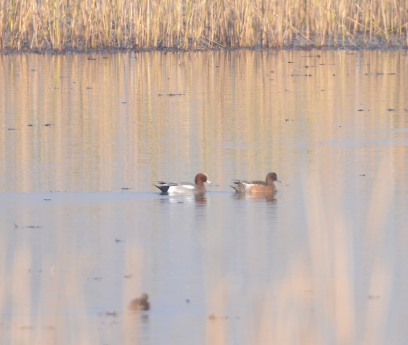 Eurasian Wigeon