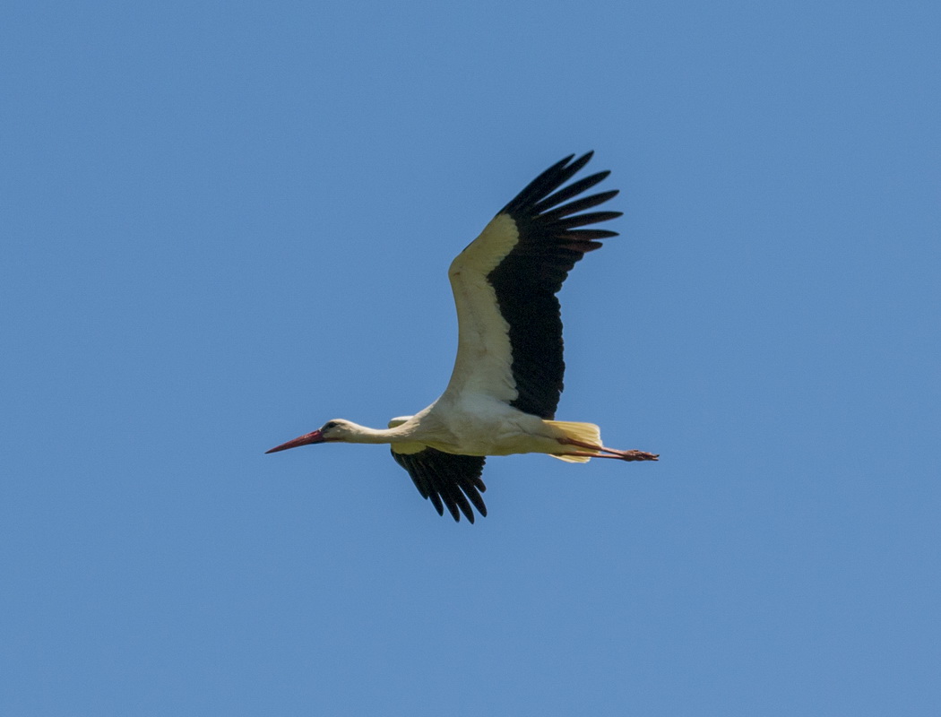 White Stork