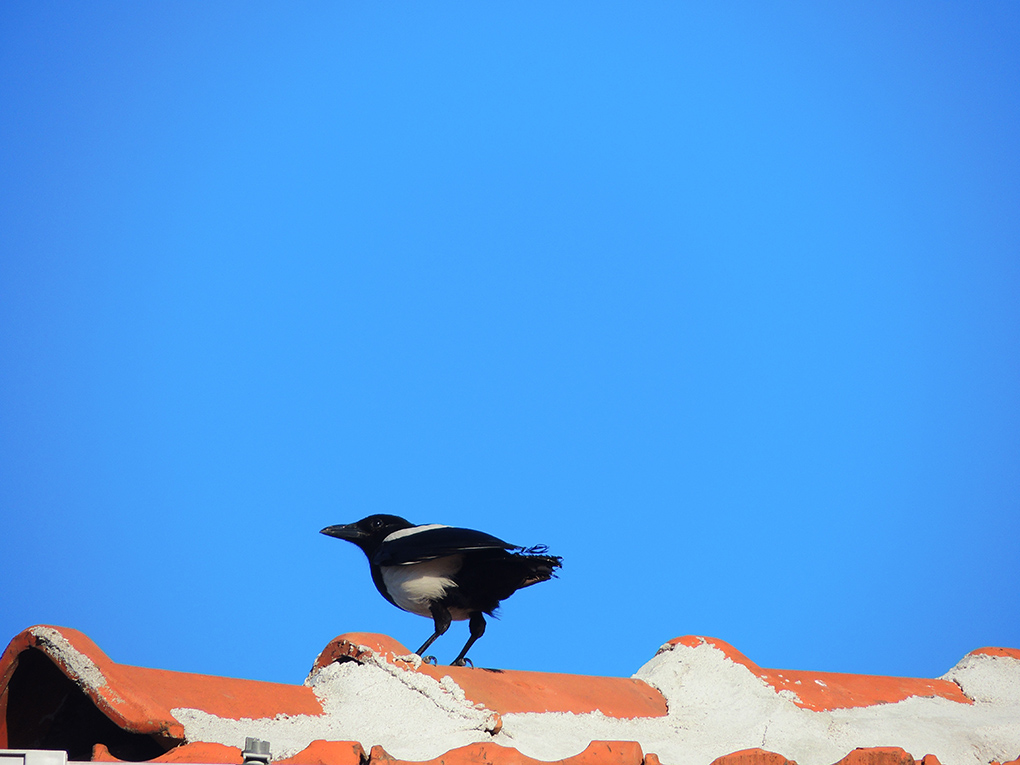 Eurasian Magpie