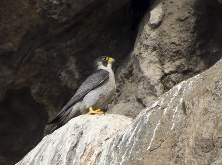 Peregrine Falcon
