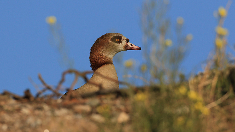 Egyptian Goose