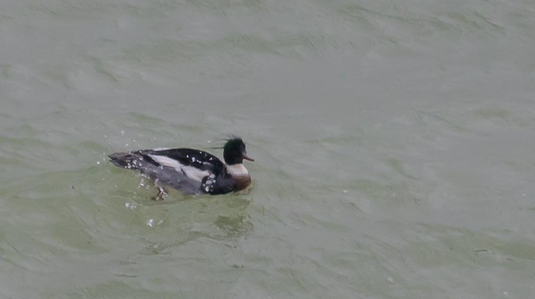 Red-breasted Merganser