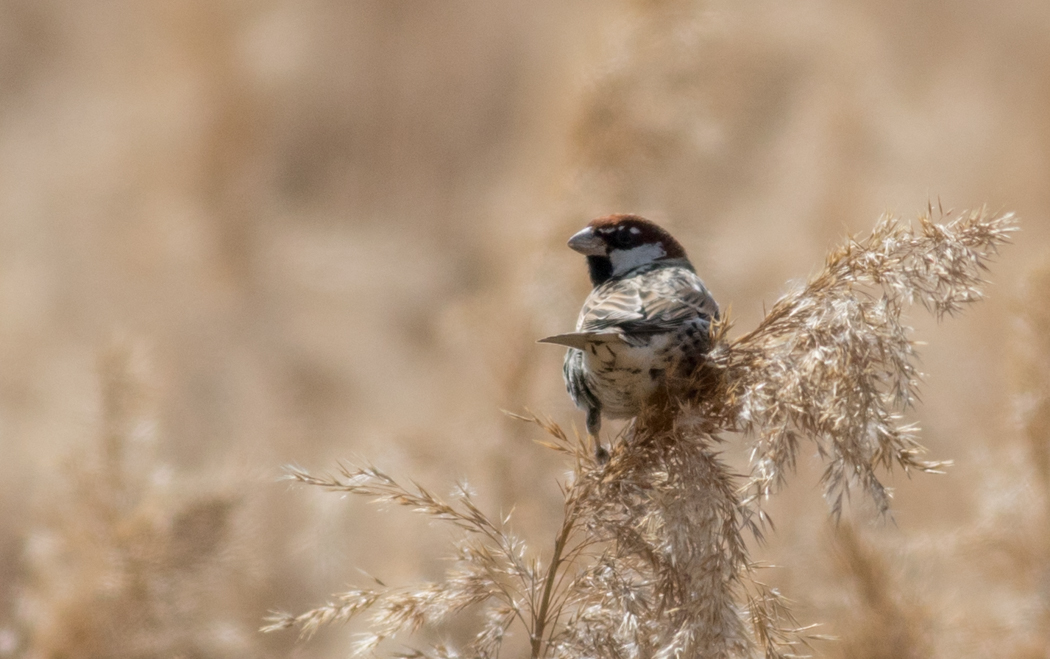 Spanish Sparrow
