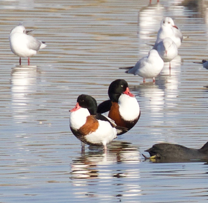Common Shelduck