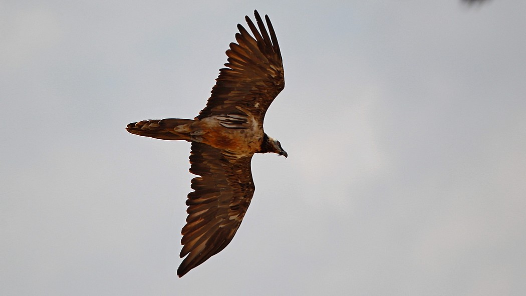 Bearded Vulture