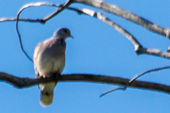 European Turtle Dove