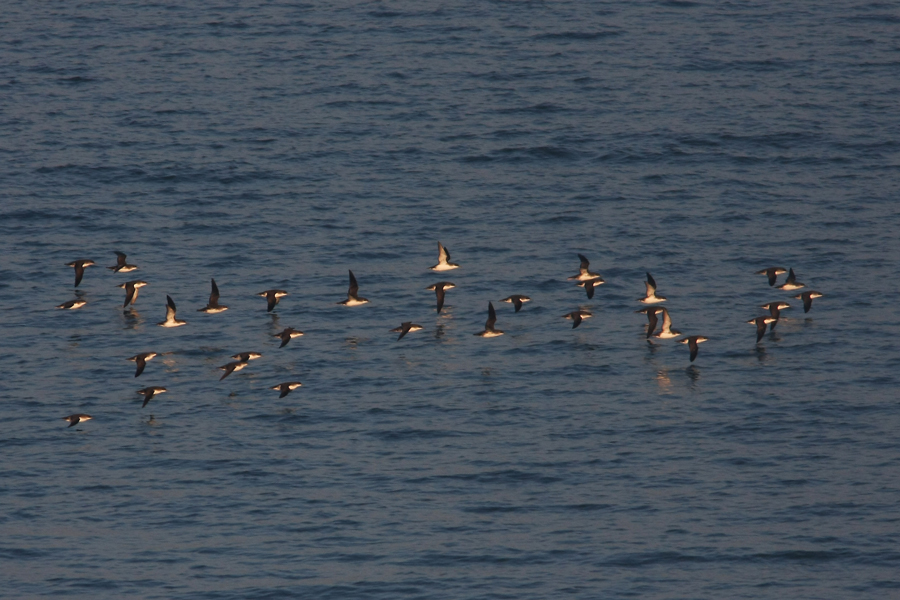 Yelkouan Shearwater