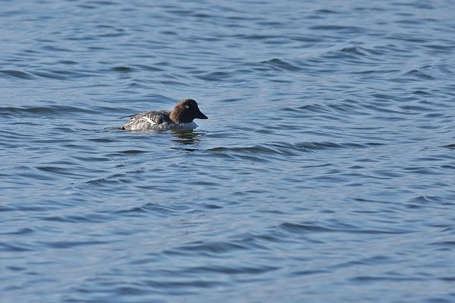 Common Goldeneye