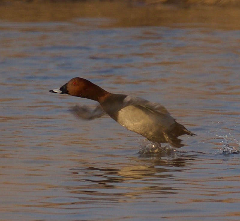 Common Pochard