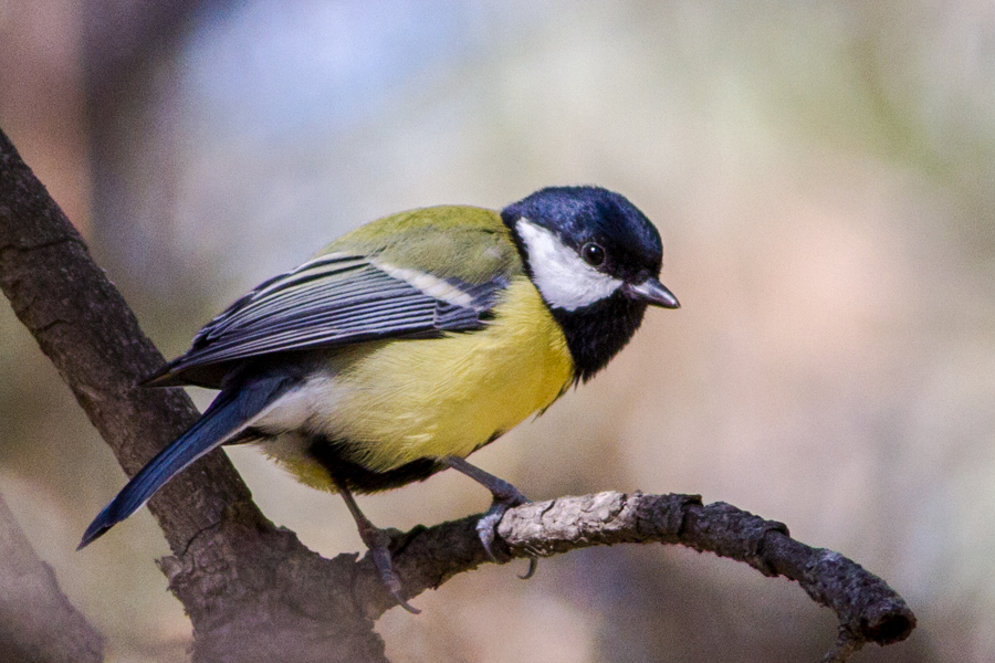 Great Tit