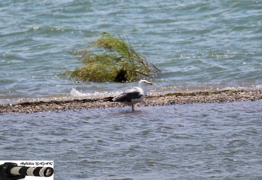 Armenian Gull