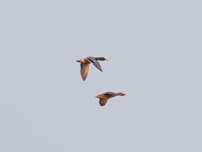 Mallard
