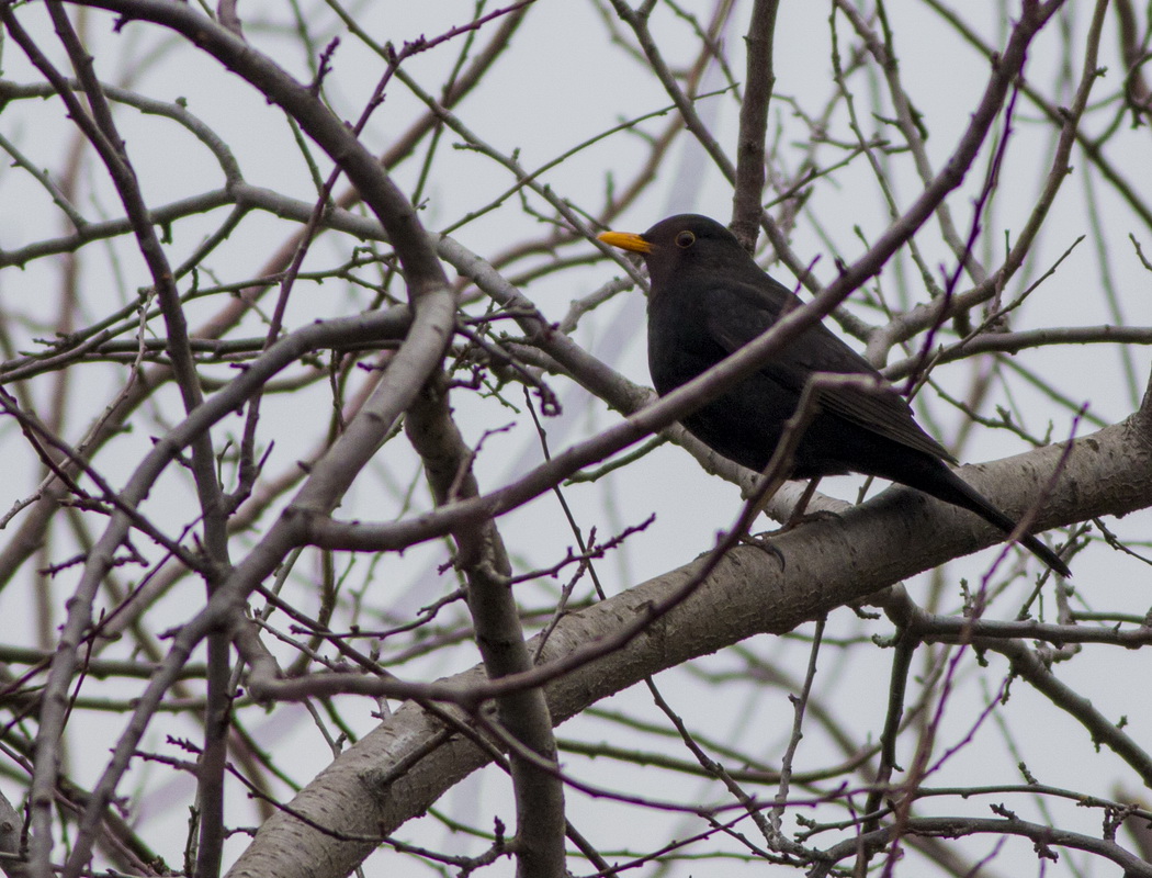 Common Blackbird