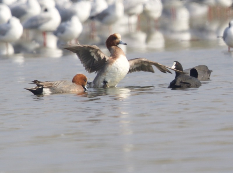 Eurasian Wigeon