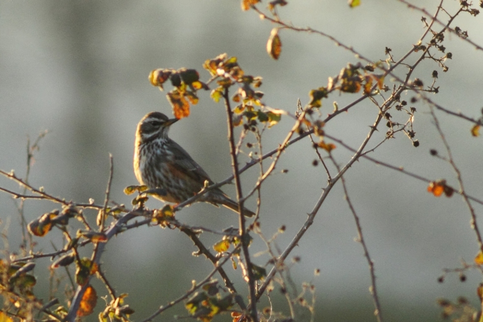 Redwing