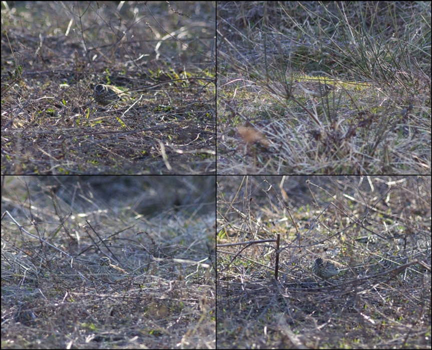 Woodlark
