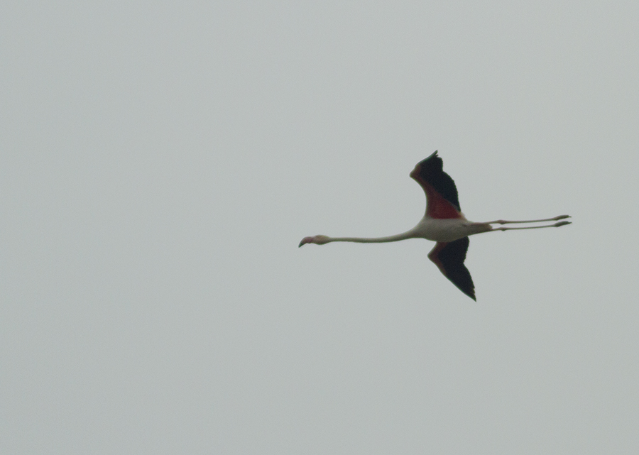 Flamingo