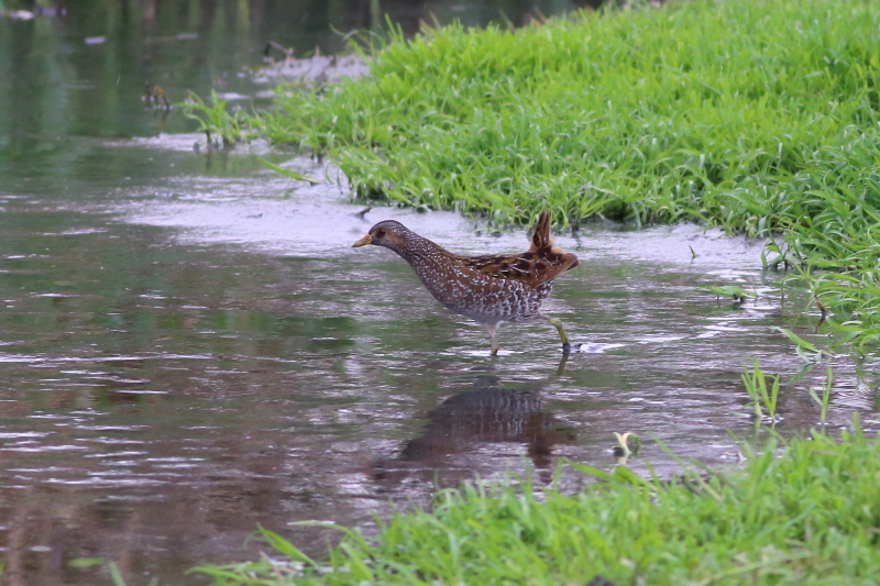 Benekli suyelvesi
