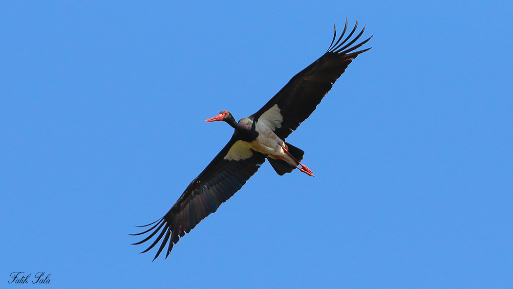 Black Stork
