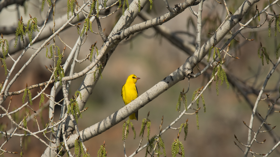 Eurasian Golden Oriole