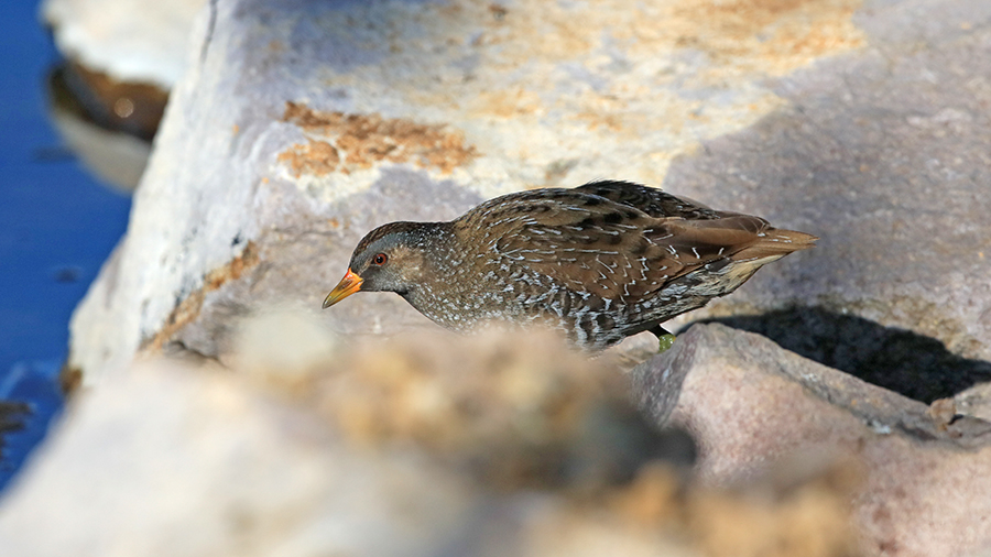 Spotted Crake
