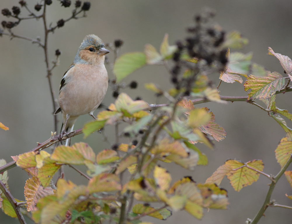 Eurasian Chaffinch