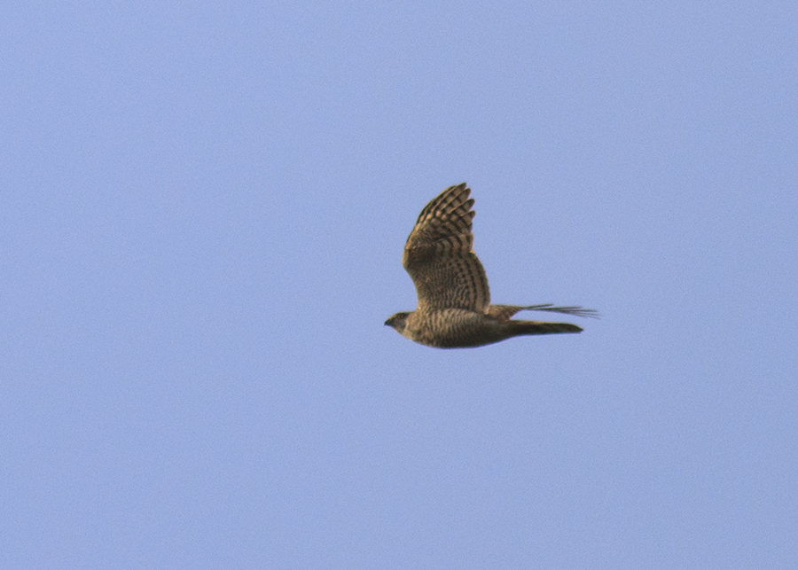 Eurasian Sparrowhawk