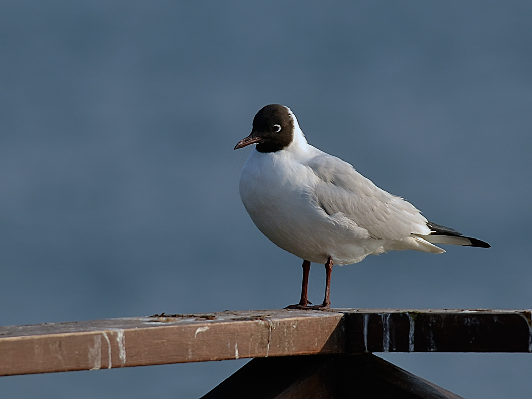 Black-headed Gull