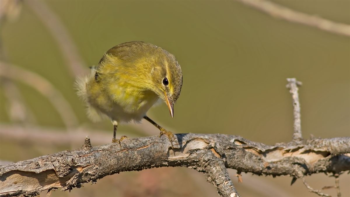 Willow Warbler