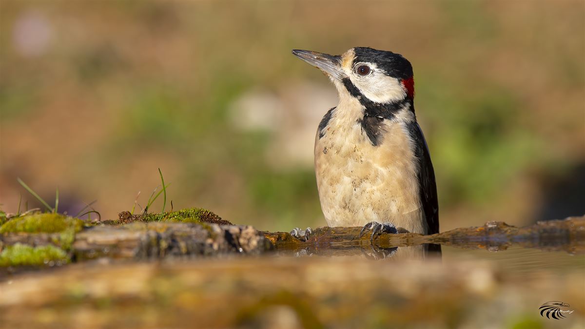Great Spotted Woodpecker