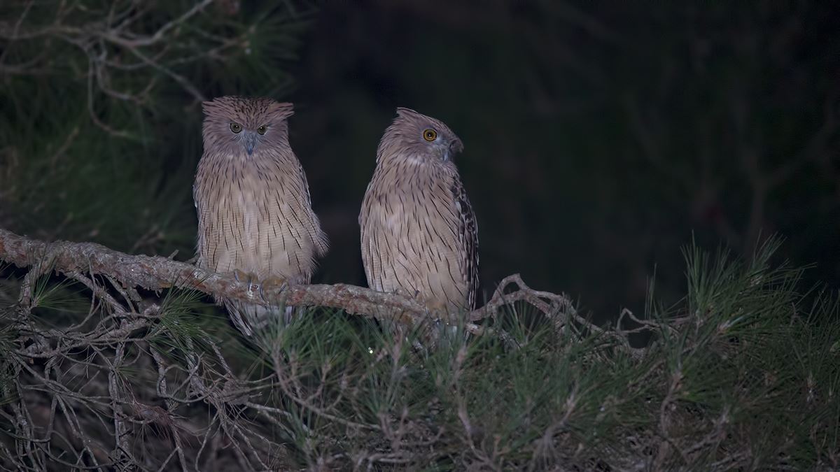 Brown Fish Owl