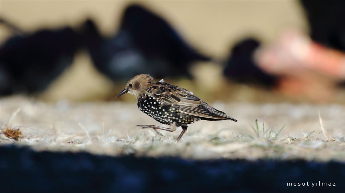 Common Starling
