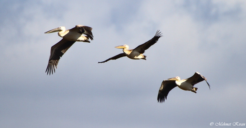Great White Pelican