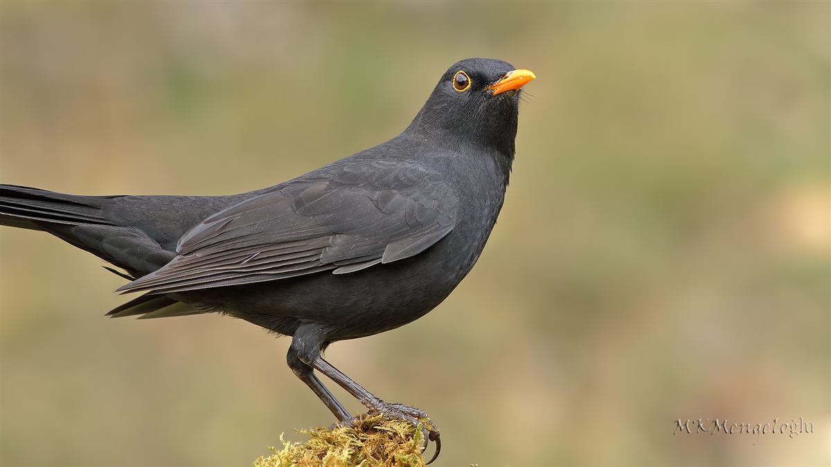 Common Blackbird