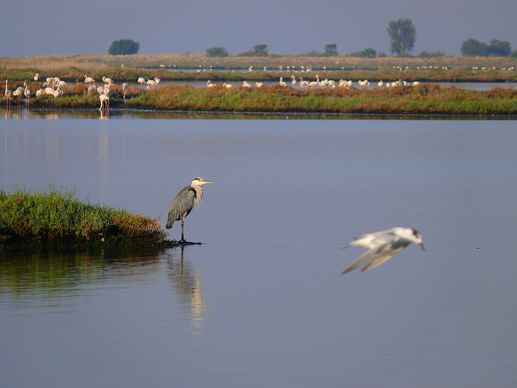 Grey Heron