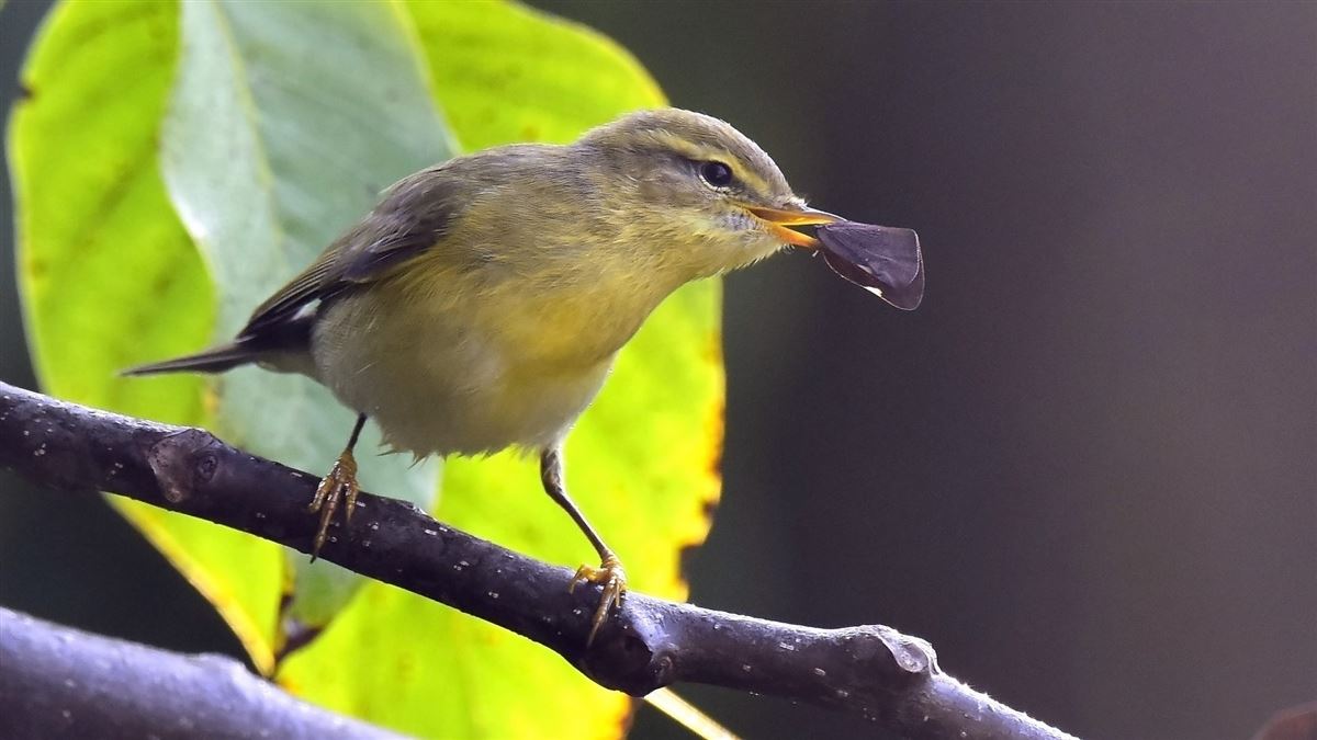 Willow Warbler