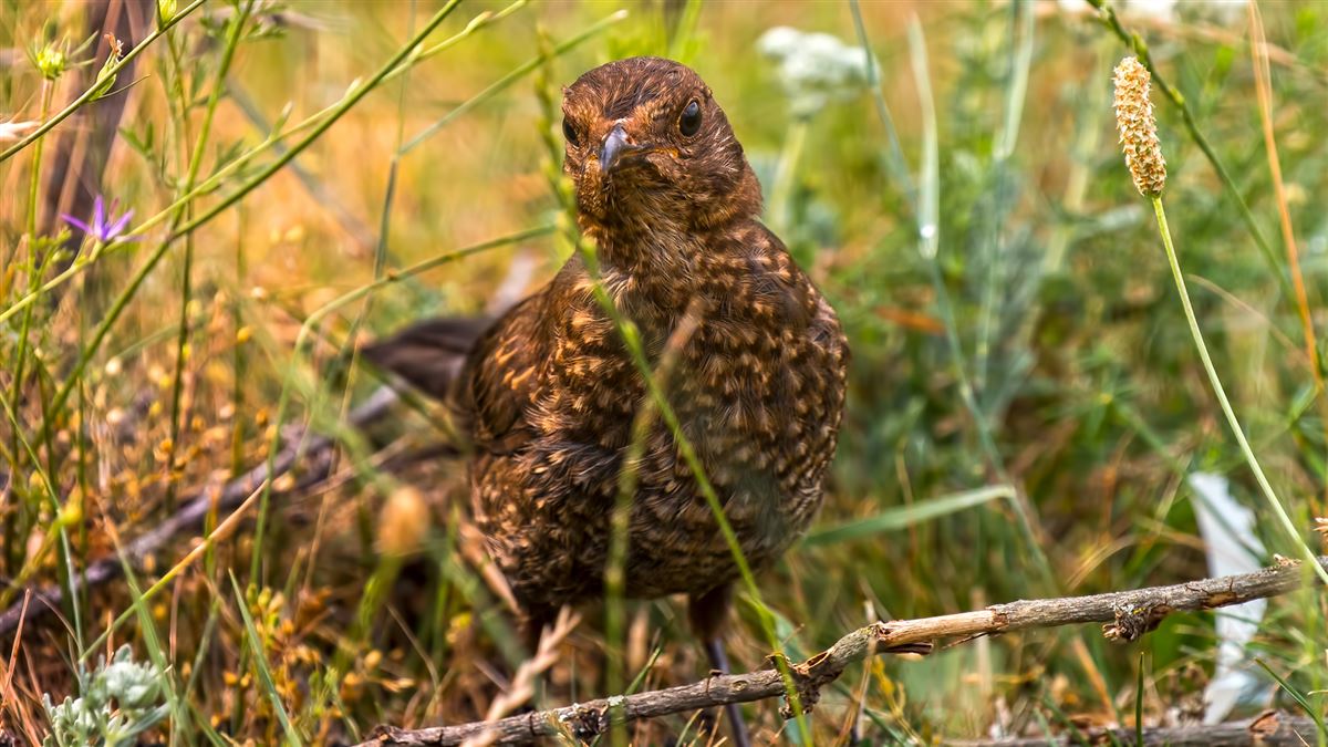 Common Blackbird