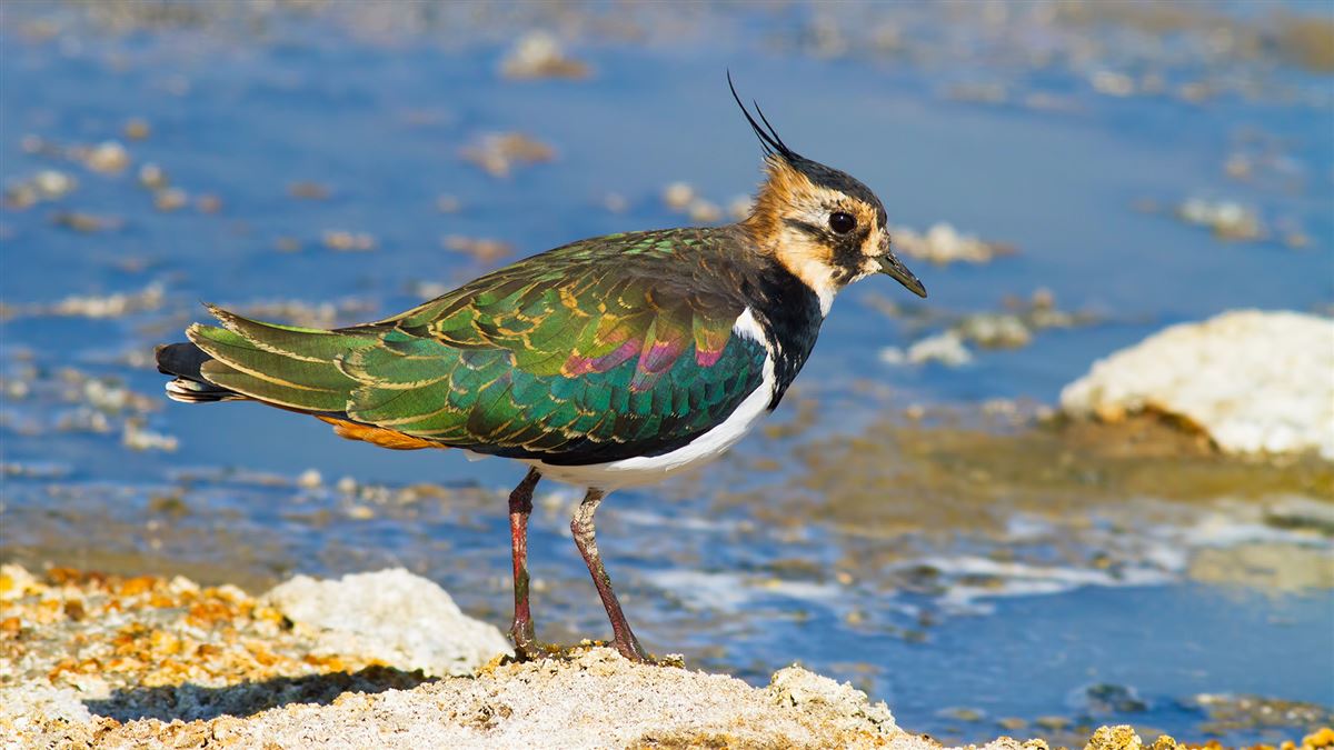 Northern Lapwing