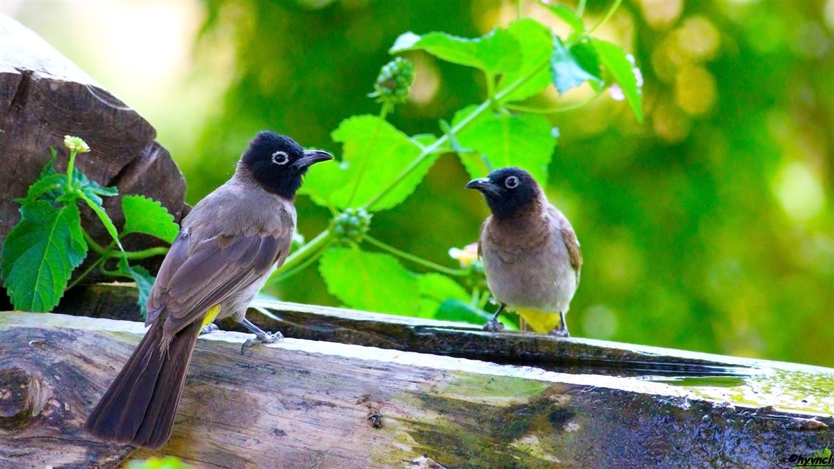 White-spectacled Bulbul