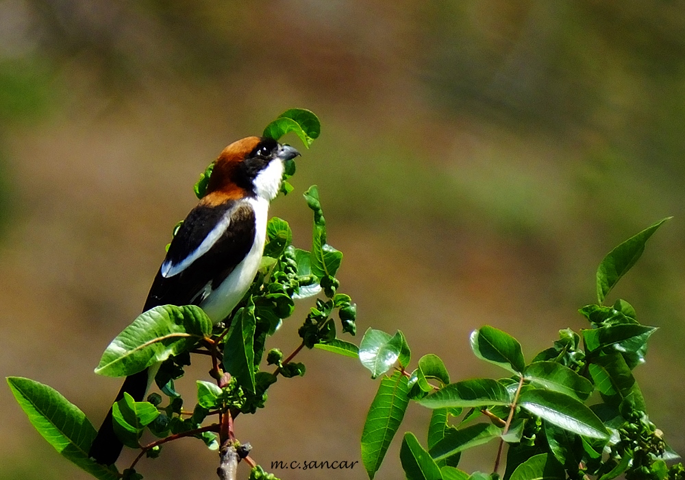 Woodchat Shrike