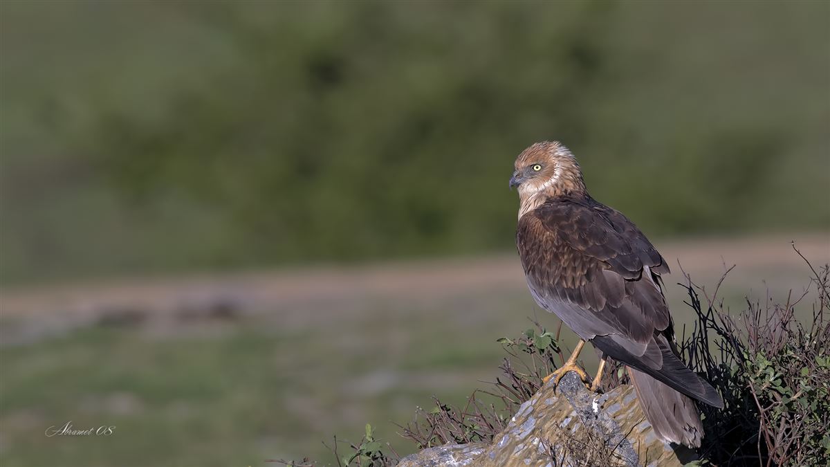 Western Marsh Harrier