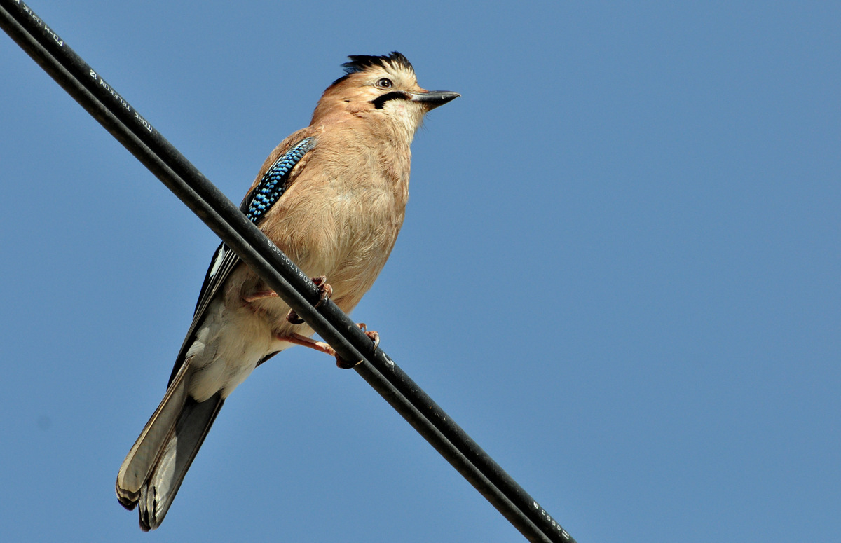 Eurasian Jay