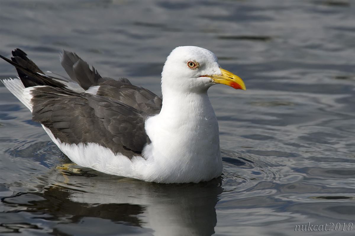 Lesser Black-backed Gull