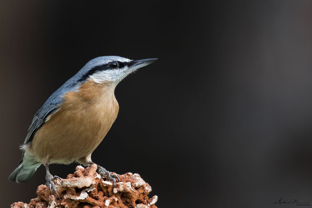 Eurasian Nuthatch