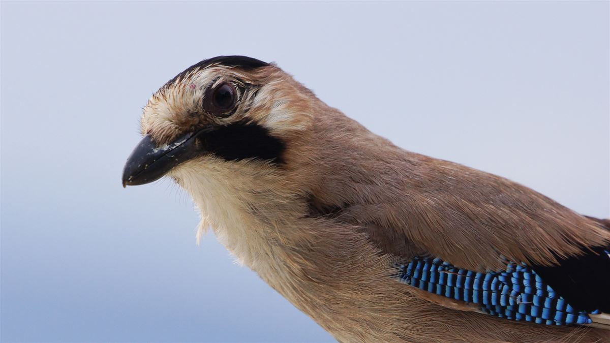 Eurasian Jay